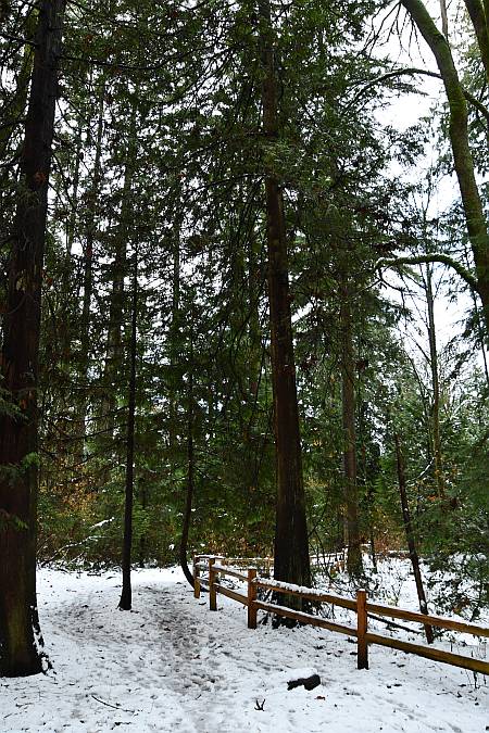 snowy byrne creek trail burnaby bc