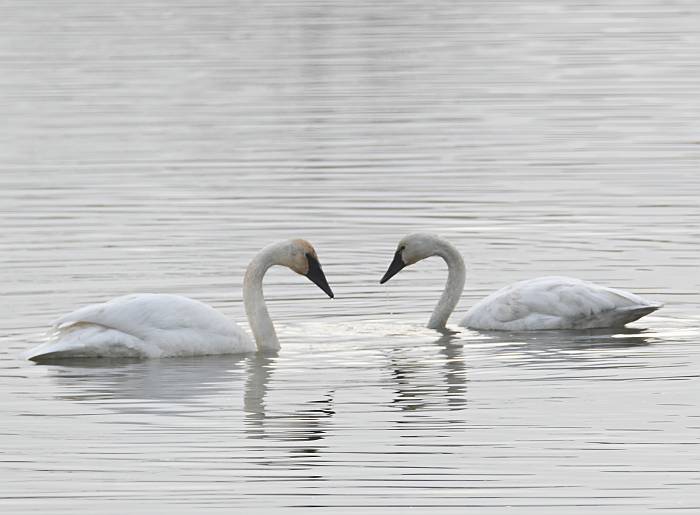 trumpeter swans iona beach regional park yvr