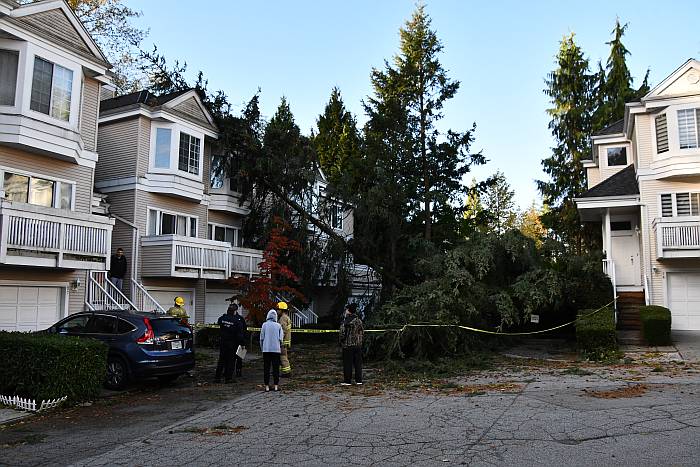 wind downed tree burnaby bc