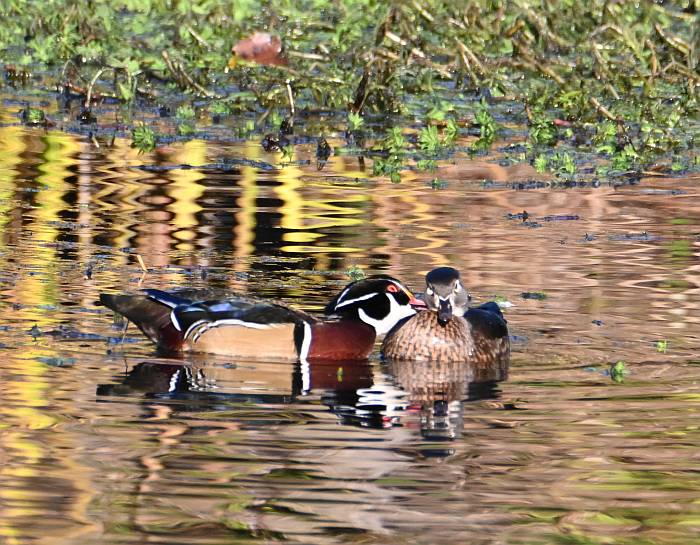 wood duck couple fraser foreshore burnaby bc