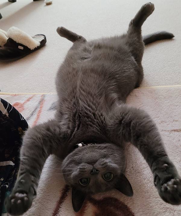 Sora the Cat upside down stretch