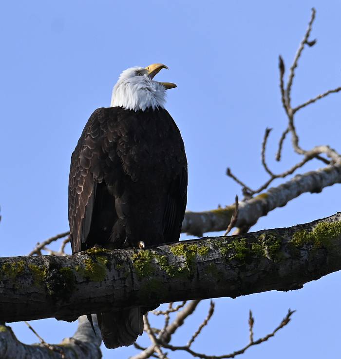 Yawning Bald Eagle at Fraser Foreshore Park in Burnaby, BC