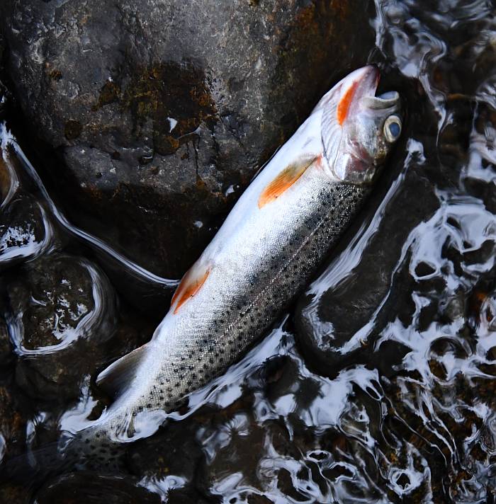 fish kill on Byrne Creek in Burnaby, BC