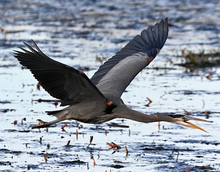 great blue heron in flight burnaby lake bc