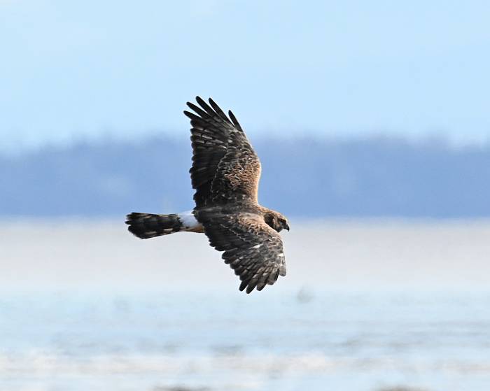 northern harrier boundary bay bc