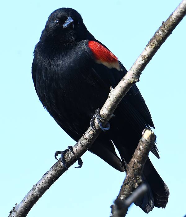 red-winged blackbird historic stewart farm surrey bc