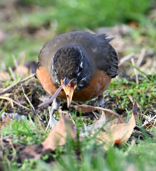 robin eating worm fraser foreshore park burnaby bc