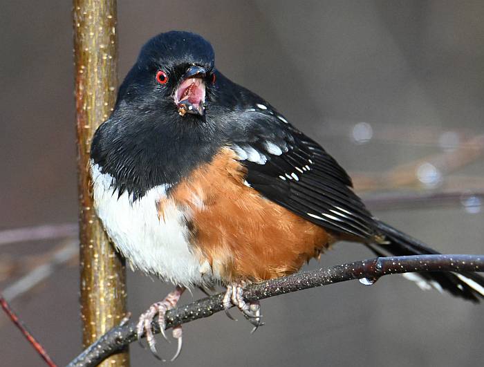 spotted towhee eating at buranby lake in burnaby, bc