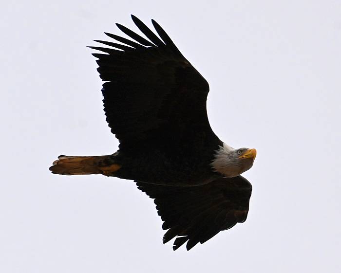 bald eagle centennial beach delta bc