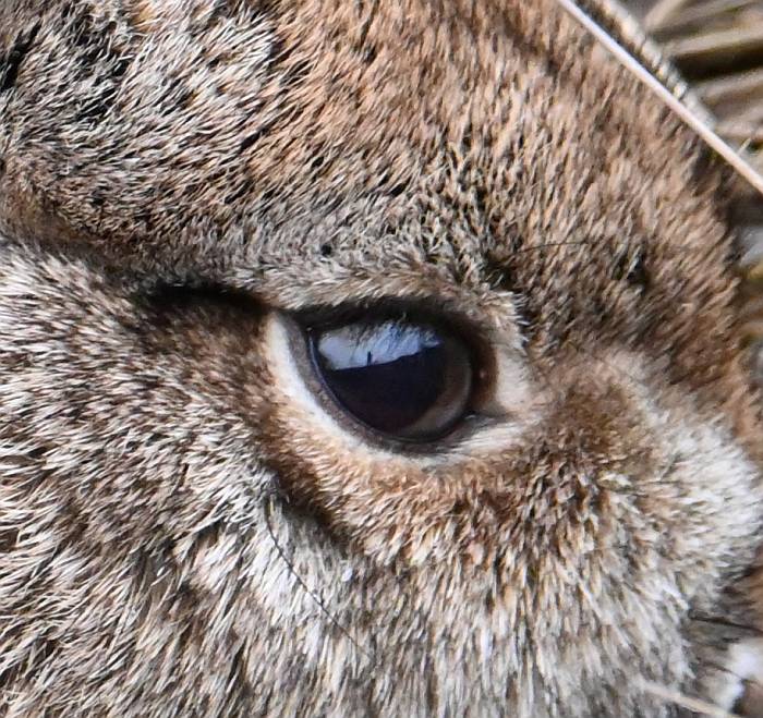 rabbit centennial beach delta bc