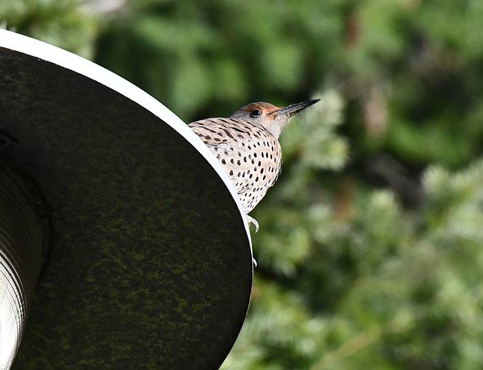 northern flickers drumming on street lamps