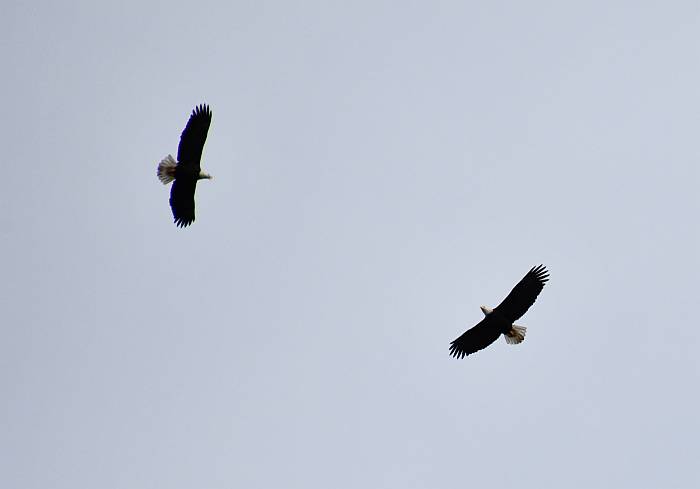 bald eagles circling at fraser foreshore park in burnaby bc