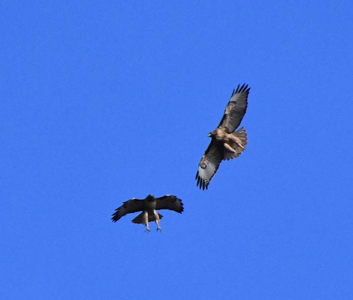 circling red-tailed hawks at fraser foreshore park in buranby bc