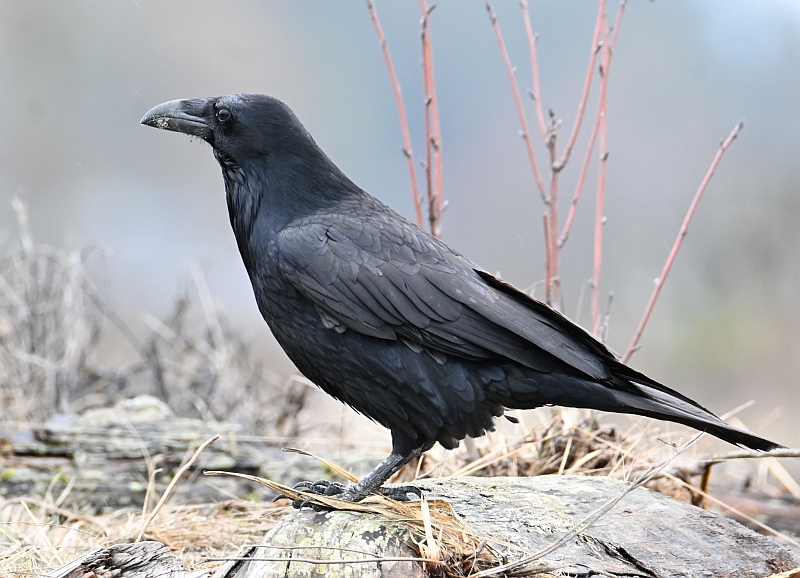 raven centennial beach delta bc