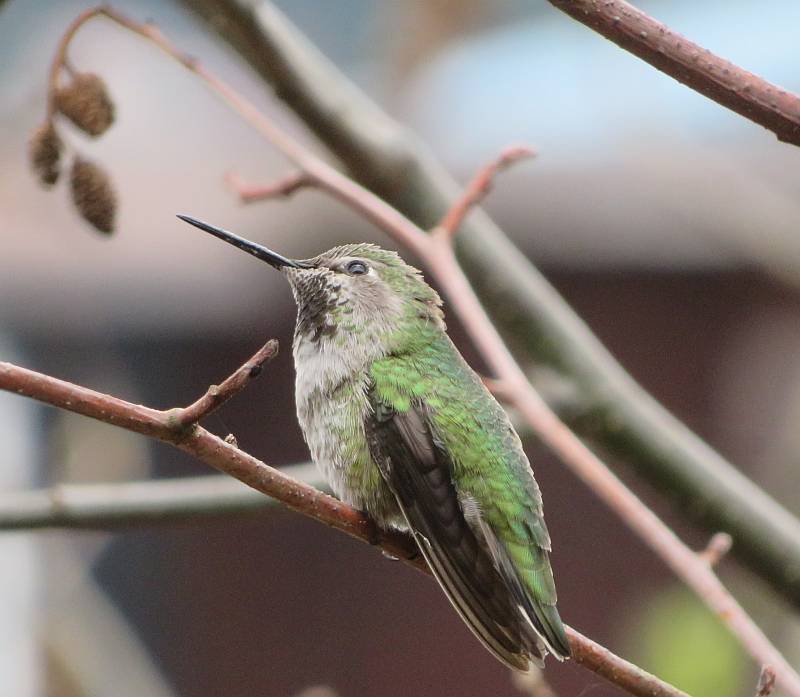 anna's hummingbird comox bc