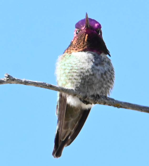 anna's hummingbird frasera foreshore park burnaby bc