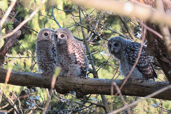 barred owlets burnaby bc