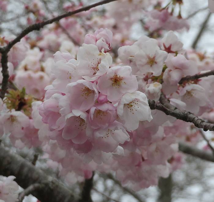 cherry blossoms comox bc