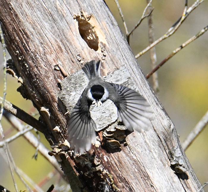 chickadees using tree cavities foreshore park burnaby bc