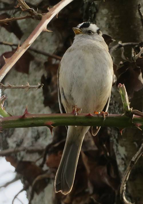 white-crowned sparrow comox bc