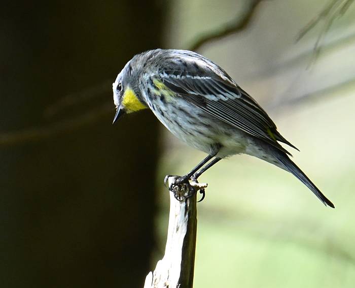 audubon's warbler alice lake bc