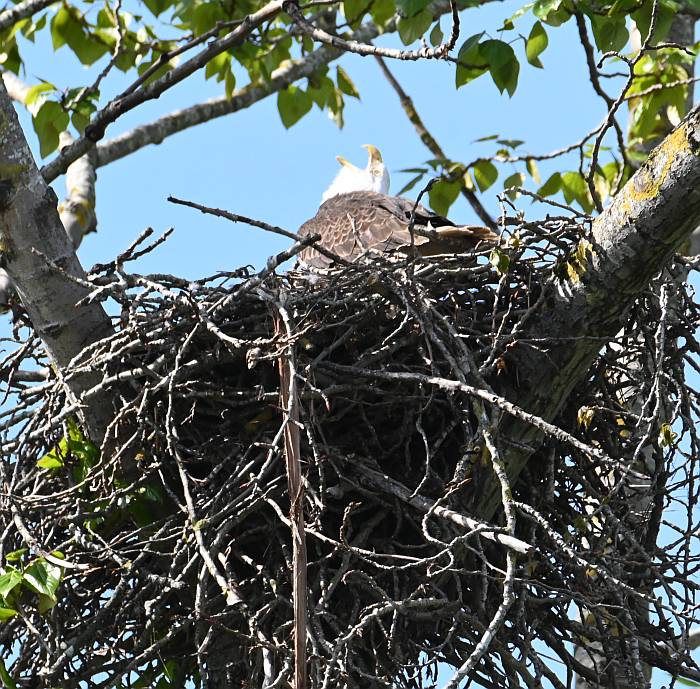 nesting bald eagles fraser foreshore burnaby bc
