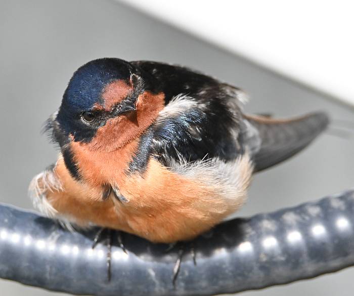 barn swallow porteau cove bc