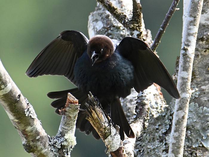 brown-headed cowbird portau cove bc