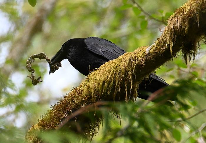 raven alice lake bc