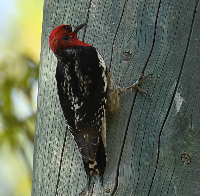 red-breasted sapsucker alice lake bc