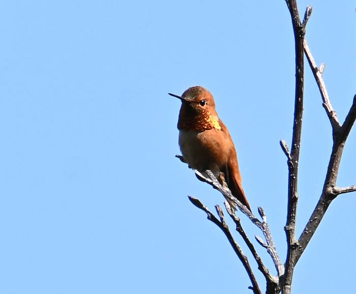 rufous hummingbird frasaer foreshore park burnaby bc
