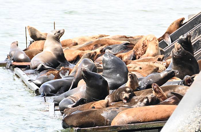 sea lions porteau cove bc