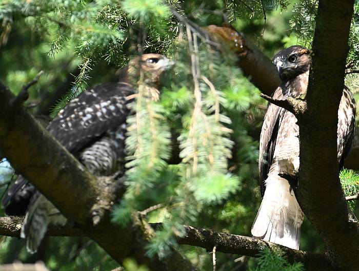 juvenile red-tailed hawks burnaby bc