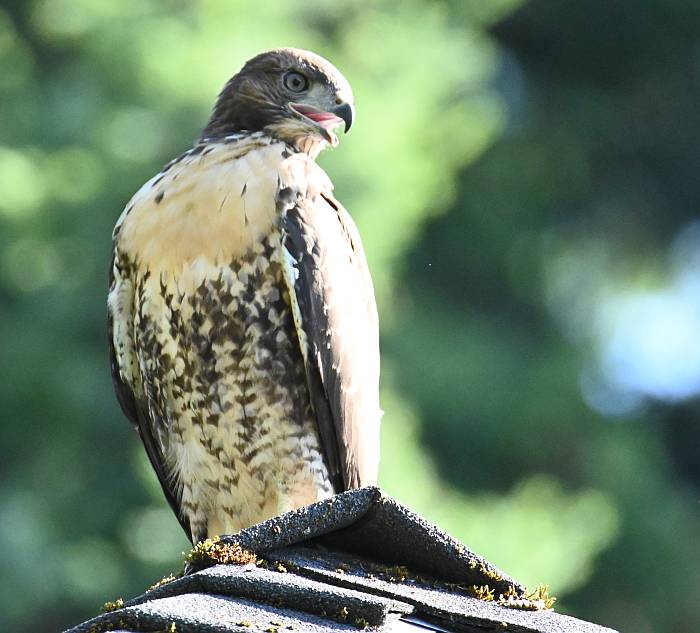 red-tailed hawks burnaby bc