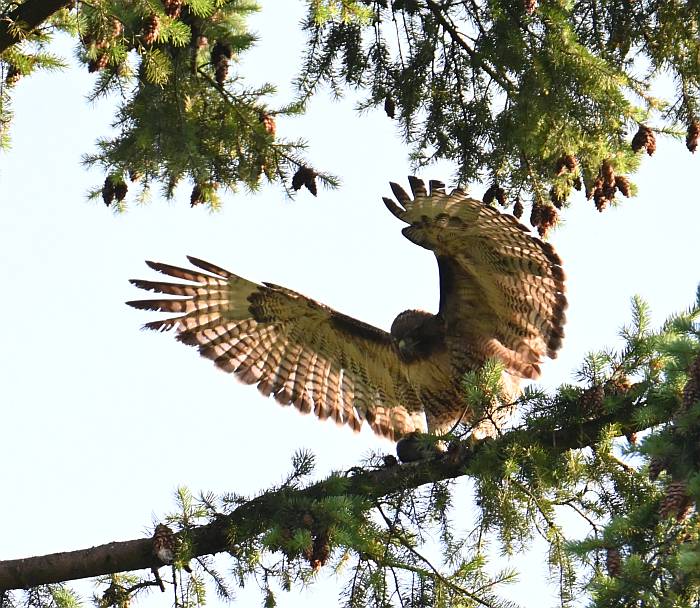 red-tailed hawks fledgling burnaby bc