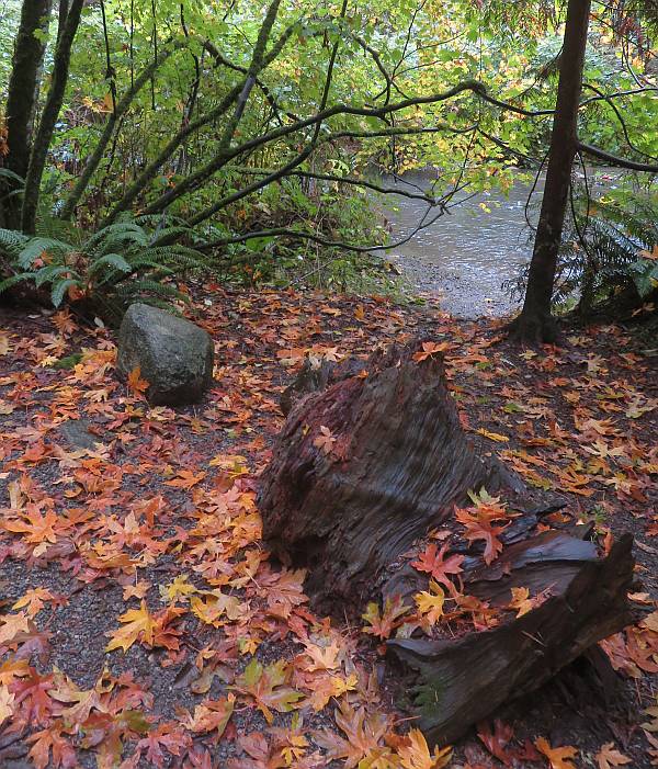 autumn colours along byrne creek in burnaby bc