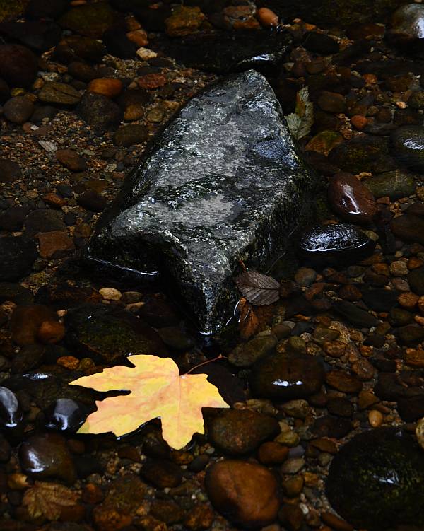 Autumn leaves on Byrne Creek in Burnaby, BC