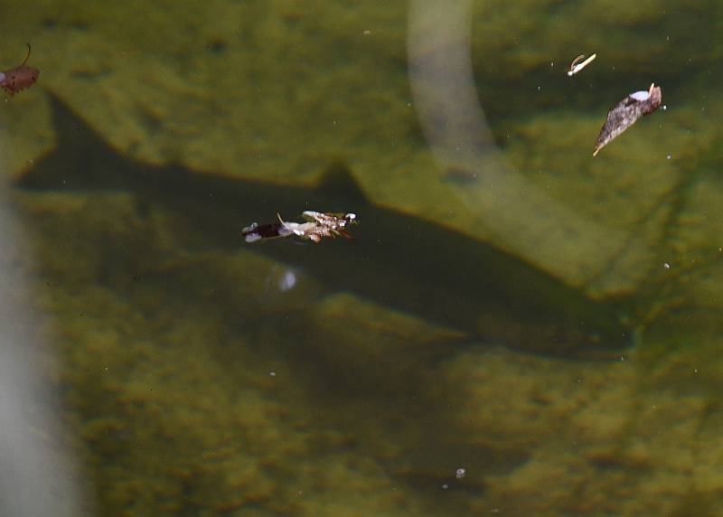 coho salmon spawner byrne creek burnaby bc