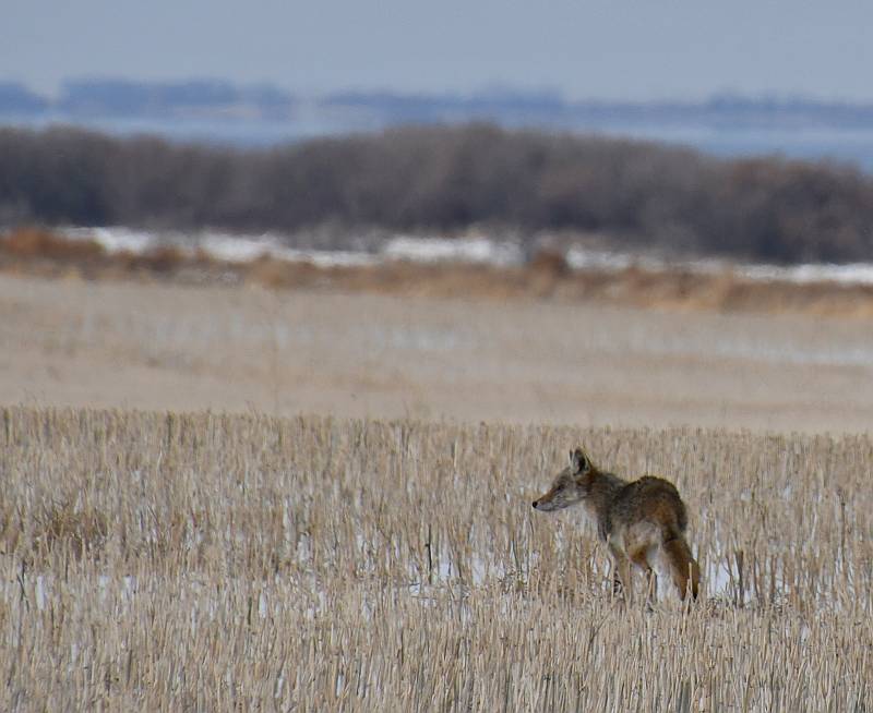 coyote southeast saskatchewan