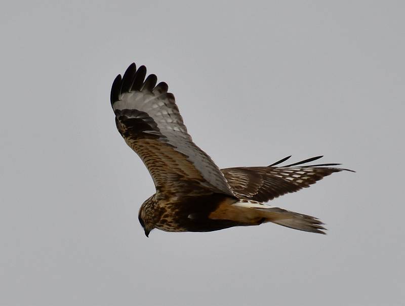 Northern Harrier on Highway 6 in southern Saskatchewan