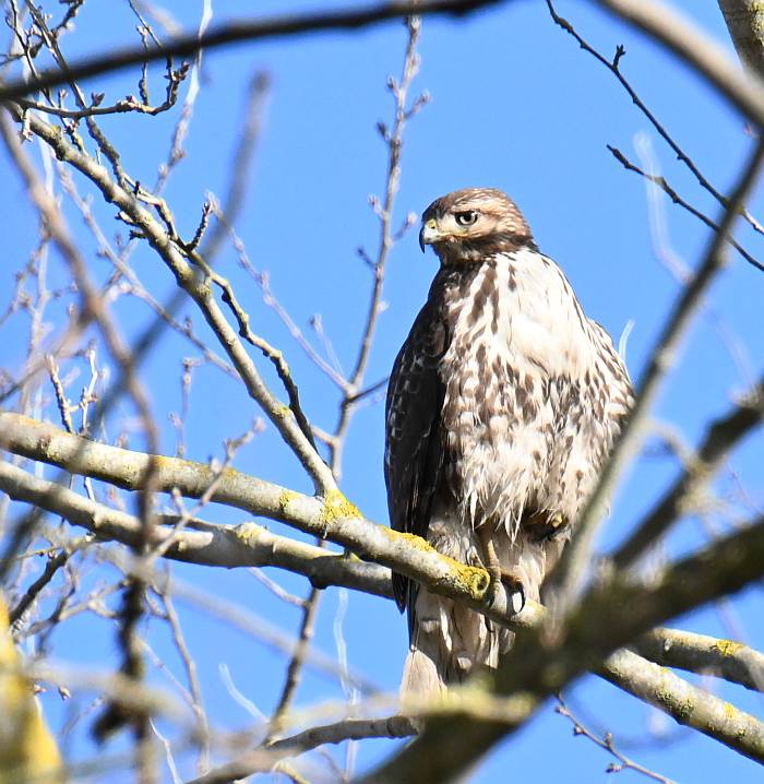 red-tailed hawk north 40 delta bc