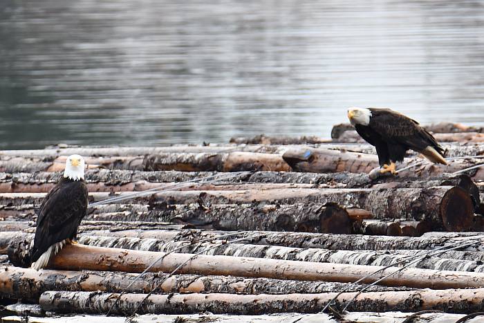 bald eagles on log boom at Fraser Foreshore Park in Burnaby, BC
