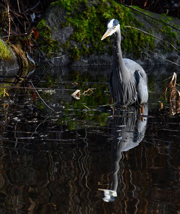 Great Blue Herons at Fraser Foreshore Park in Burnaby, BC