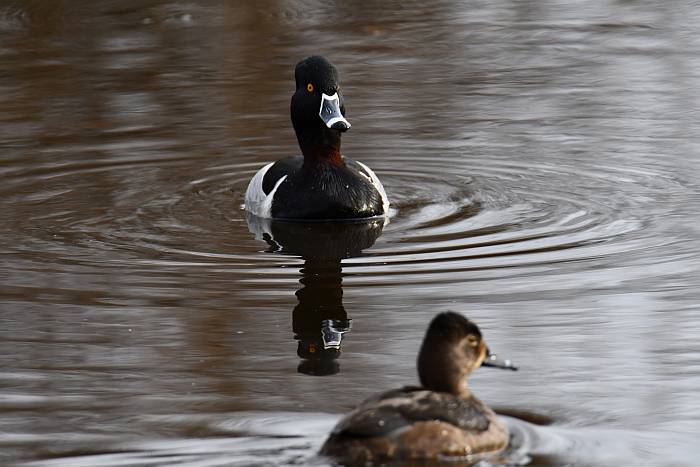 male and female ring-necked ducks at fraser foreshore park in Burnaby, BC