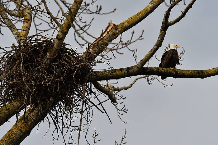 bald eagles nest fraser foreshore park burnaby bc