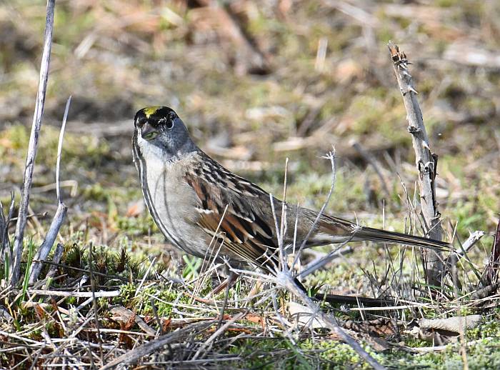 golden-crowned sparrow centennial beach delta bc