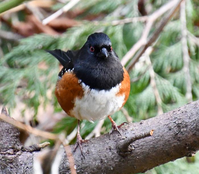 Spotted Towhee Byrne Creek Burnaby BC