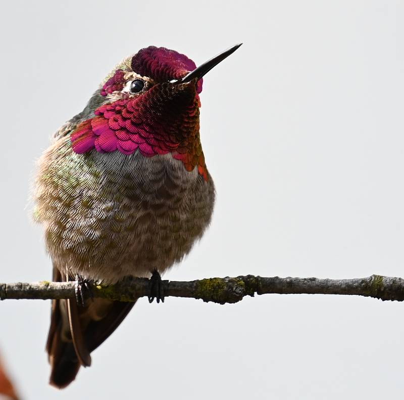 Anna's Hummingbirds Fraser River New Westminster BC