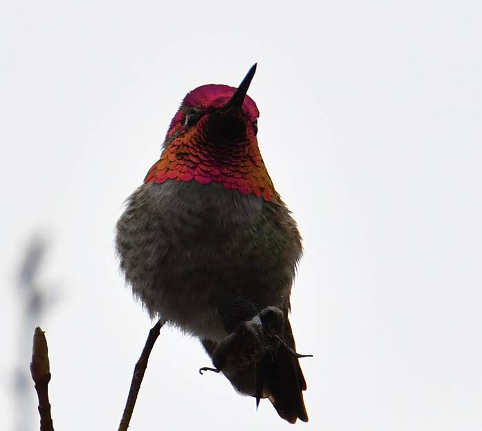 Anna's Hummingbird Garry Point Park Steveston BC