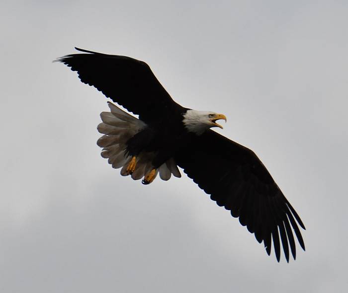 Bald Eagle in flght at Iona Beach Regional Park near YVR